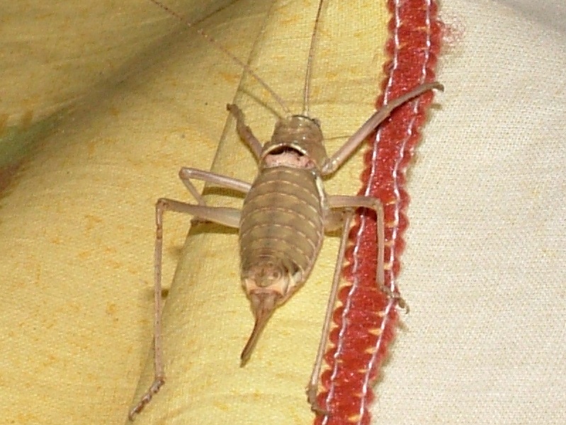 Visita mattutina: Acrometopa italica